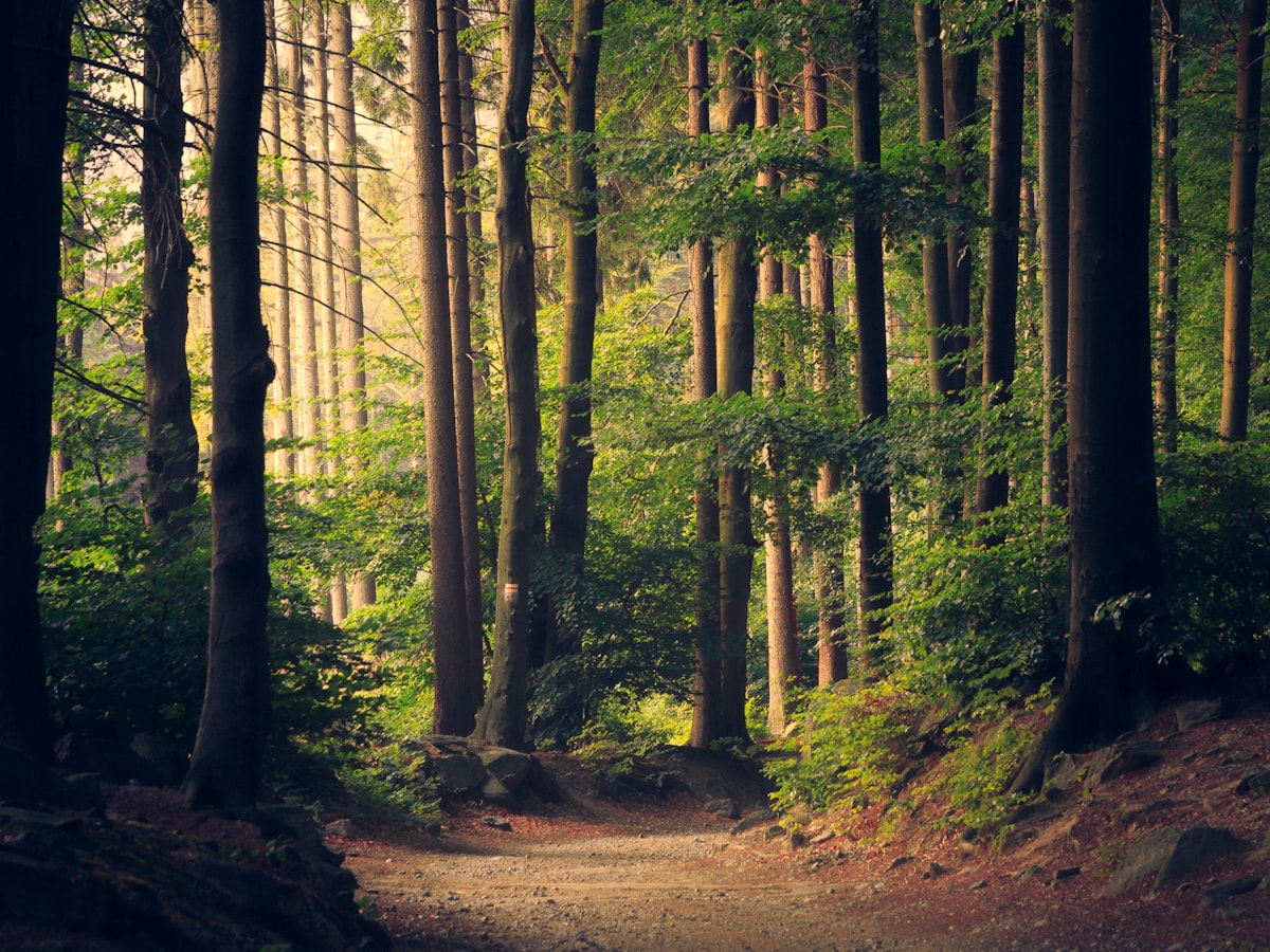 Таёжный лес